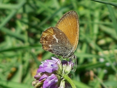 Coenonympha amaryllis