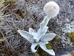 Craspedia lanata lanata