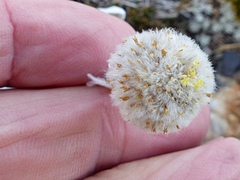 Craspedia lanata lanata