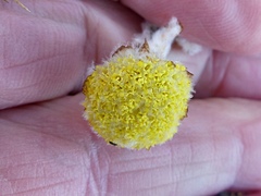 Craspedia lanata lanata