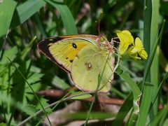 Colias fieldii