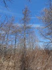 Larix laricina image