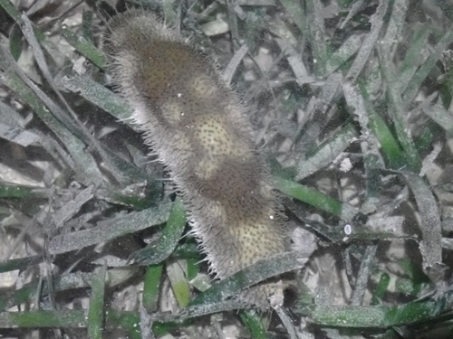 Bohadschia marmorata observed 2026-06-20