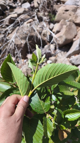 Evergreen alder (Alnus jorullensis)