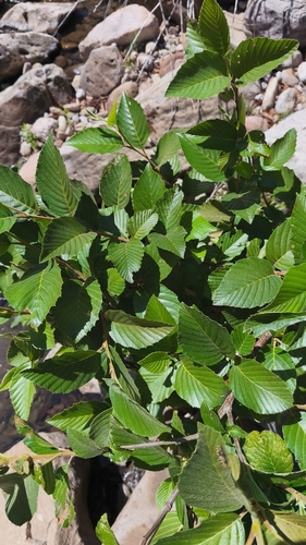 Alnus jorullensis, photograph 2