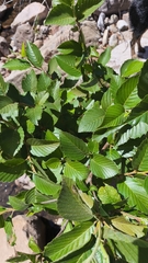 (c) Favian Flores Medina, some rights reserved (CC BY) Alnus jorullensis, photograph (c) Favian Flores Medina, some rights reserved (CC BY)