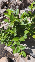 (c) Favian Flores Medina, some rights reserved (CC BY) Alnus jorullensis, photograph (c) Favian Flores Medina, some rights reserved (CC BY)