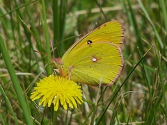 Colias fieldii