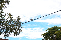 Turdus olivaceus