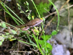Takydromus stejnegeri
