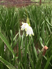 Leucojum