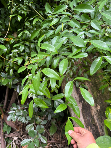Caesalpinia observed 2026-06-22