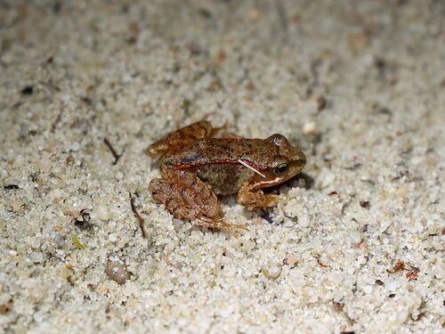 European Common Frog