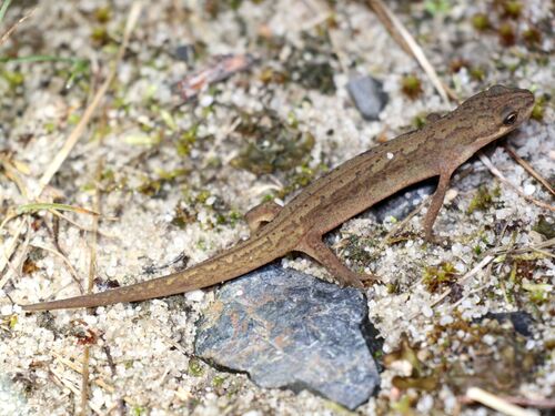 Smooth Newt