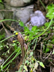 Takydromus stejnegeri