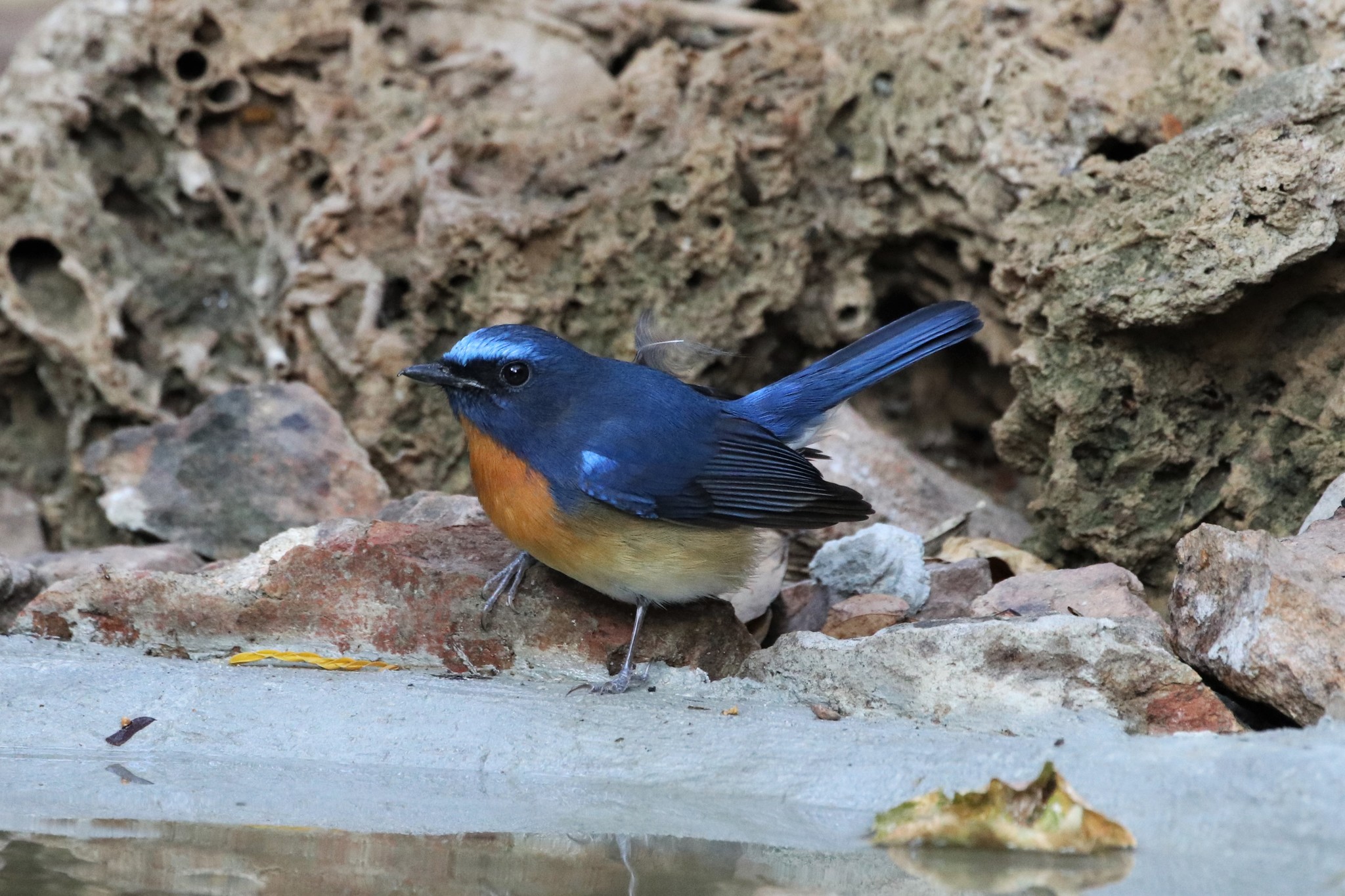 Chinese Blue Flycatcher