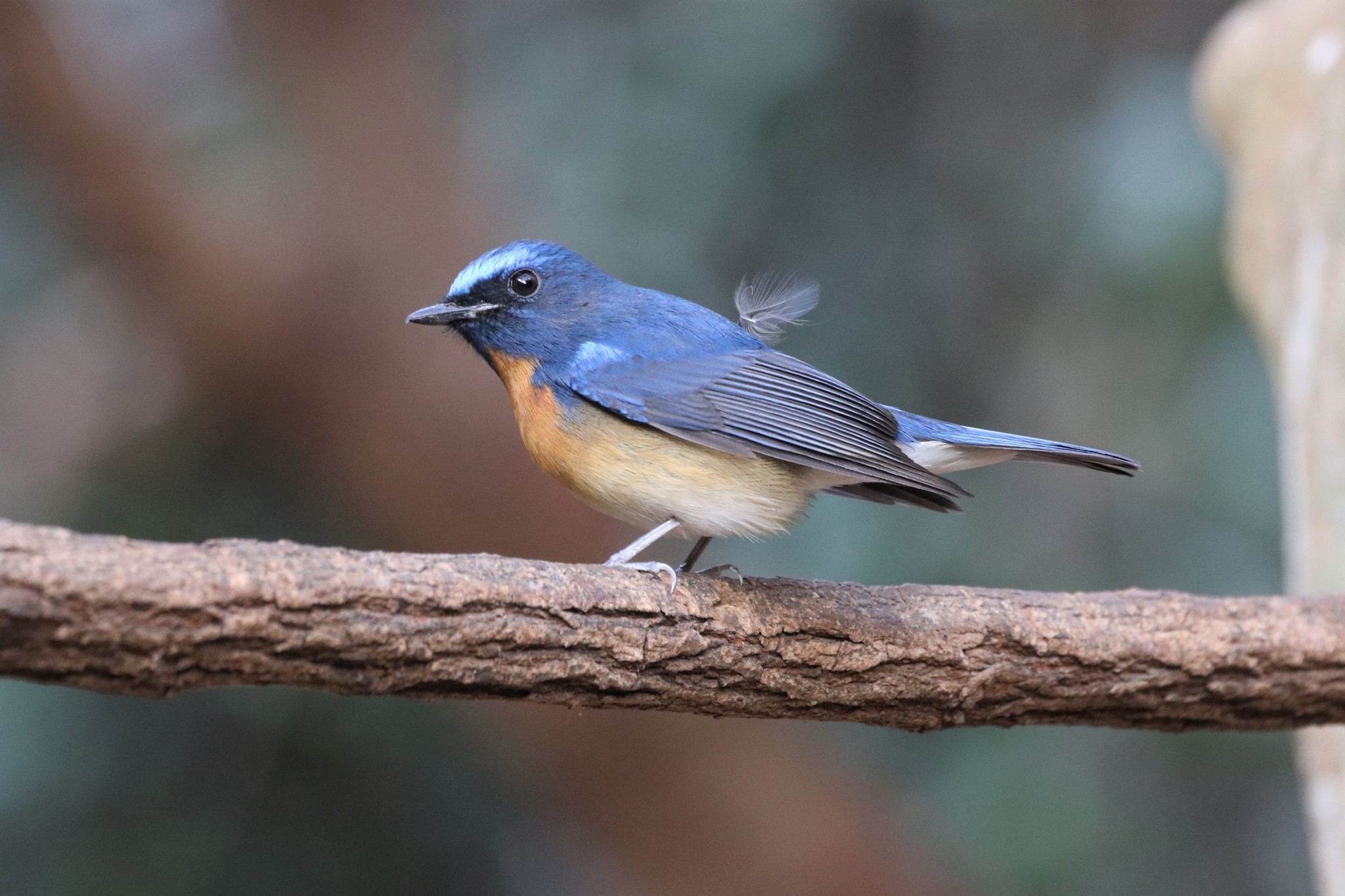 Chinese Blue Flycatcher