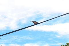 Turdus olivaceus