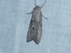 Chlenias stenosticha