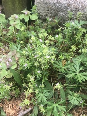 Geranium dissectum