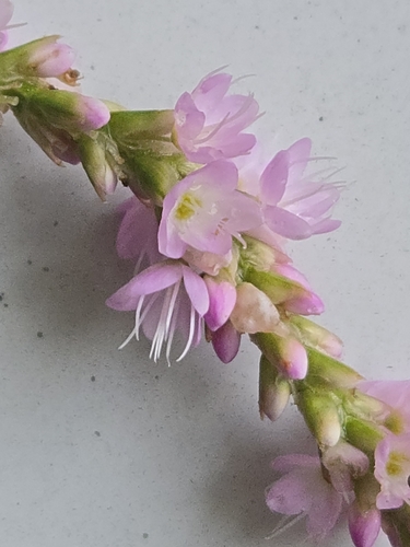Pink Smartweed