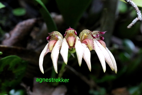 Bulbophyllum bicolor