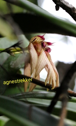 Bulbophyllum bicolor, photograph 1