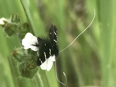 Adela trigrapha