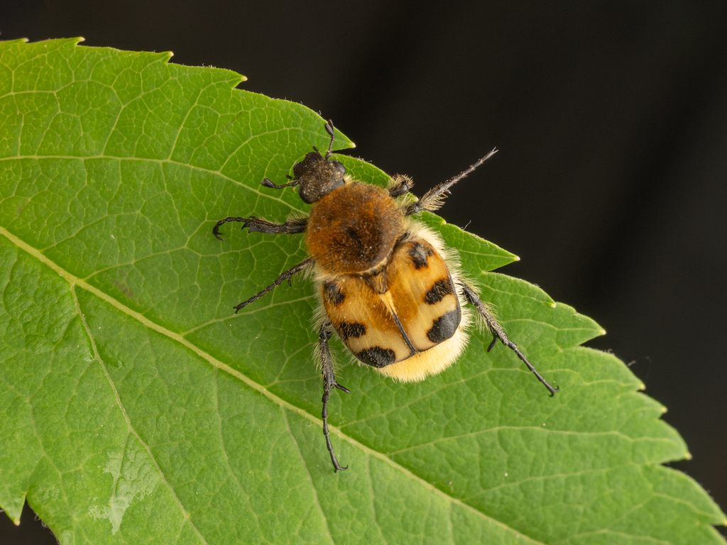 Trichius japonicus