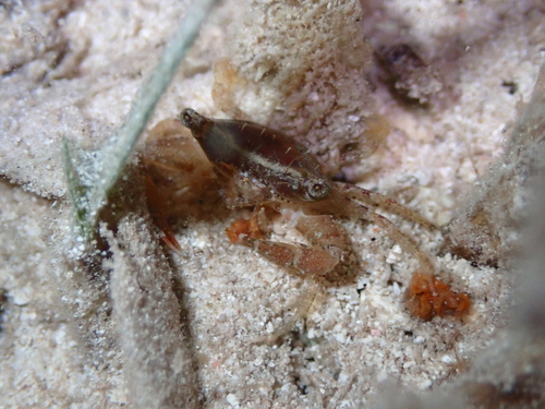 Thalamita integra observed 2026-06-20
