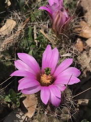 Echinocereus berlandieri