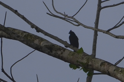 Bornean Black Magpie (Platysmurus aterrimus)