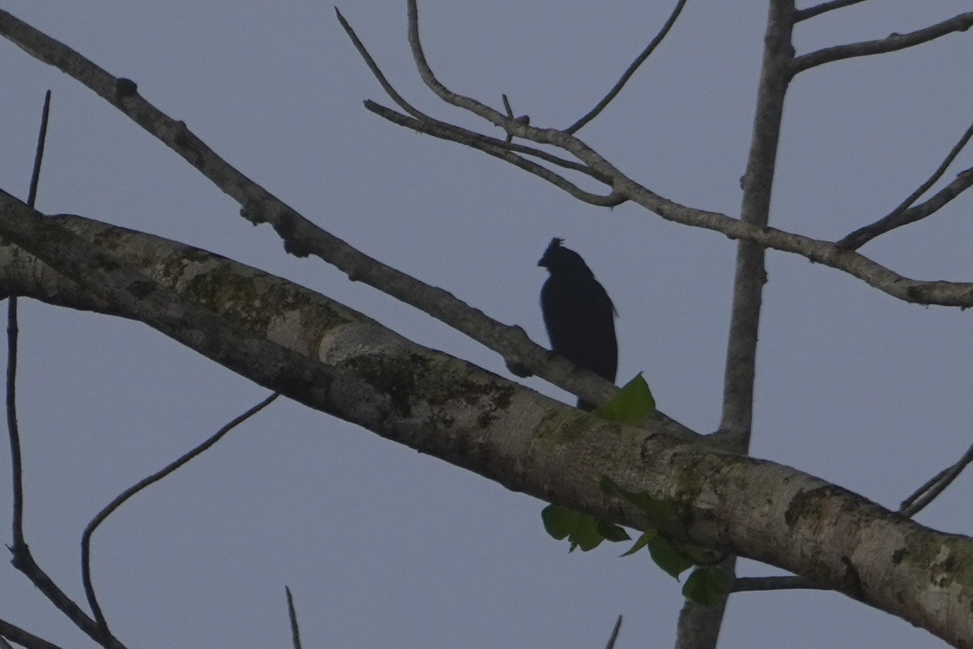 Bornean Black Magpie (Platysmurus aterrimus), photo 1