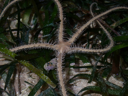 Ophiomastix pictum observed 2026-06-20