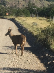 Hippocamelus bisulcus