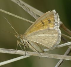 Asaphodes abrogata