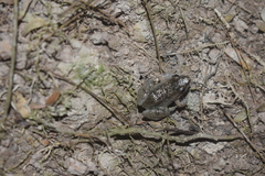 Leptodactylus petersii