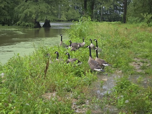 Canada Goose