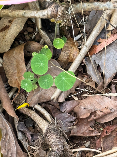 Tropaeolum majus observed 2026-06-22