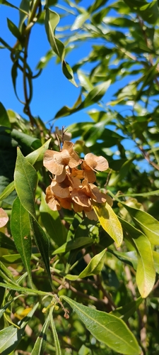 Dodonaea viscosa observed 2026-06-22