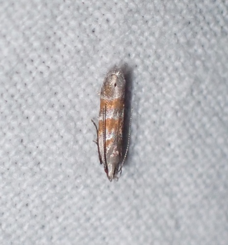 Orange Stripe-backed Moth photo 4