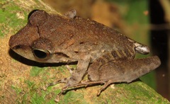 Craugastor fitzingeri