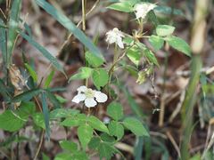 Rubus hirsutus