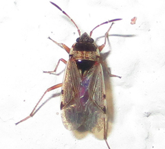 Elasmolomus transversus