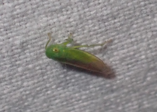 Neocoelidia tuberculata