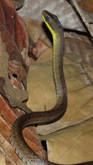 Dendrophidion percarinatum