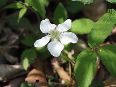 Rubus hirsutus