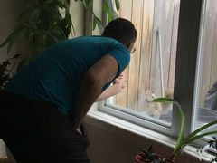 Sciurus carolinensis