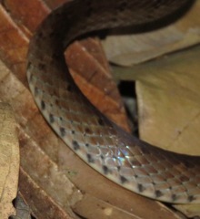 Dendrophidion percarinatum