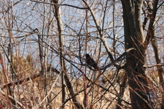 Turdus migratorius image